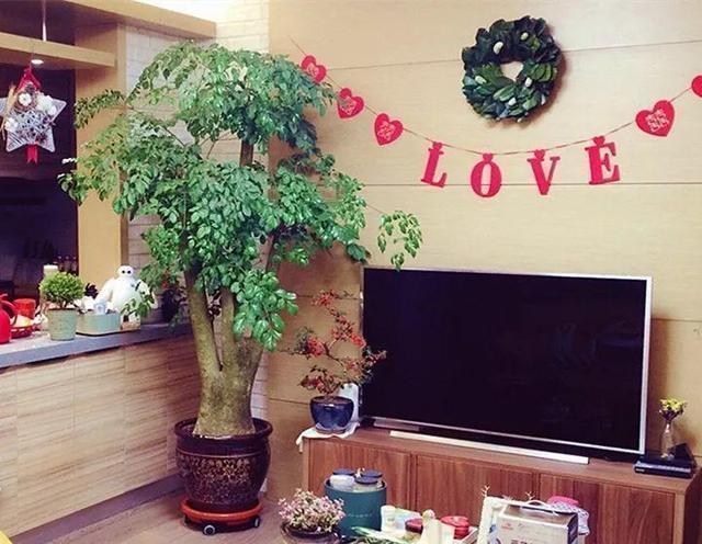 叶片|客厅养花选择6种树,自带财气,叶片油绿,旺财、旺人