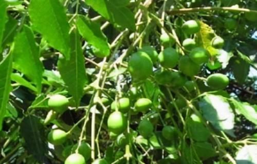 延缓衰老|女性气色不好,明天立秋推荐常吃3种食物,补中益气,保养容颜