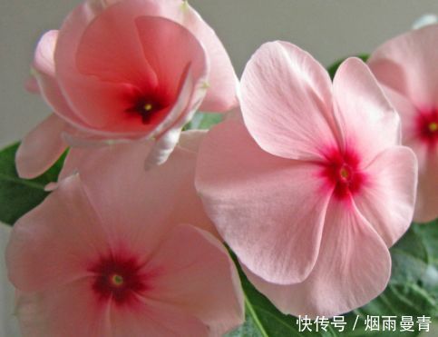 4种花高贵优雅,仙气十足,看了就让人沉醉