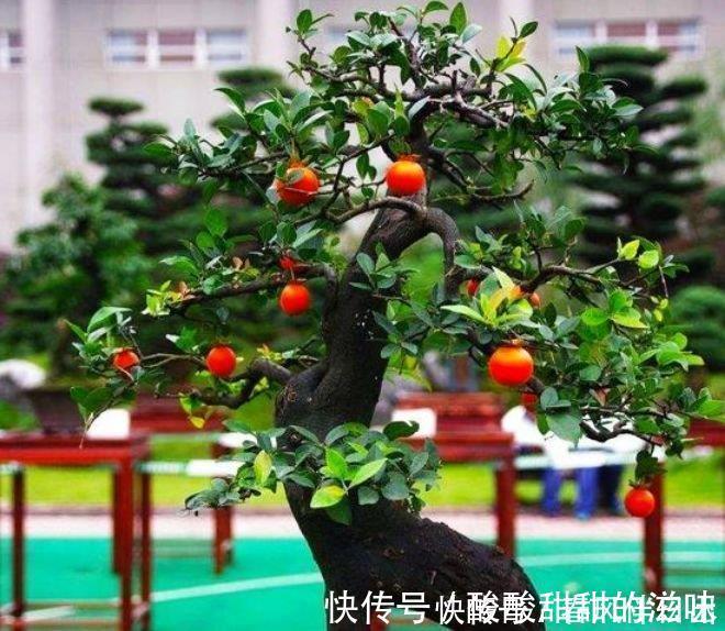 爆盆|4种花养了就爆盆，好养又漂亮，沾土就活，家里养一盆，事业兴旺