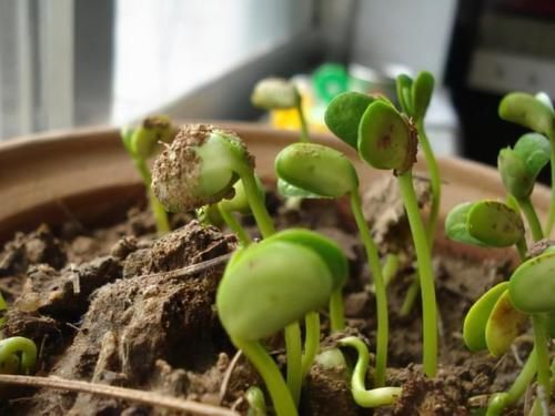 食用|发芽的土豆、大蒜、红薯、生姜到底能不能吃?医生:看完涨知识了