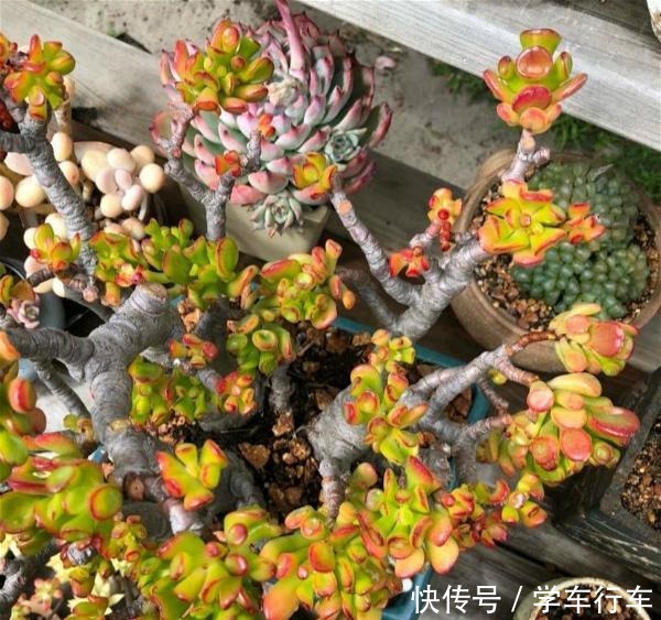 喜欢多肉，怎能不养一棵“吸财树”老桩成盆景，高端大气上档次！