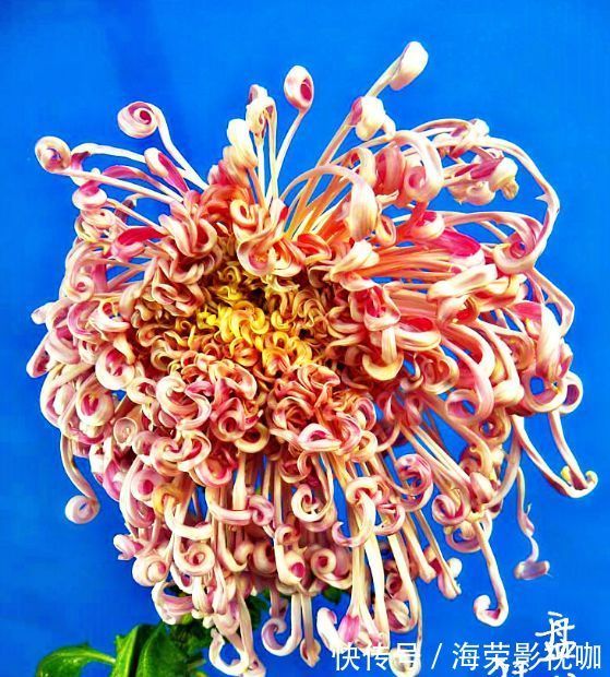 舞姿|喜欢菊花，就养盆“珍贵名菊”盘龙狂舞，似佳人舞姿，曼妙优雅