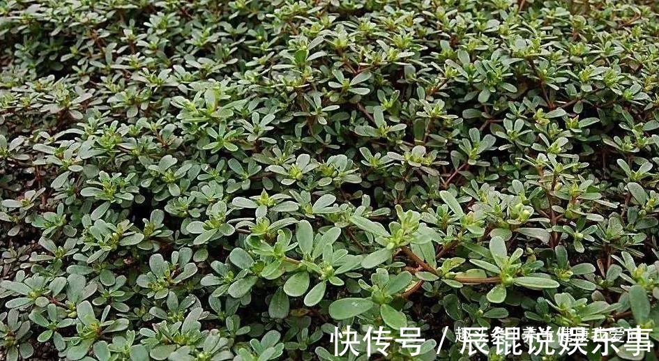 药汁|一味马齿苋,12种病症皆可治!痔漏、便血、各种顽疮、癣极痒等!