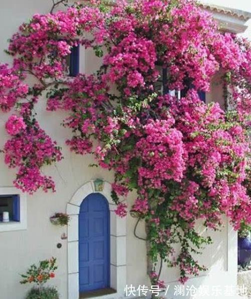 三角梅只长叶子不开花?满足2个条件很关键,掌握了快速长花苞