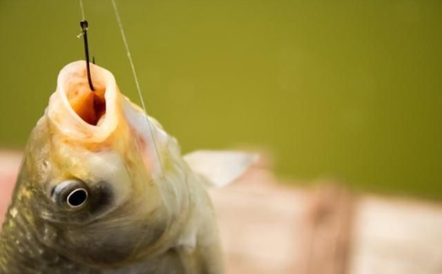 天黑|这样打窝钓鲫鱼,一会就发窝,下竿就中鱼,到天黑都停不下来