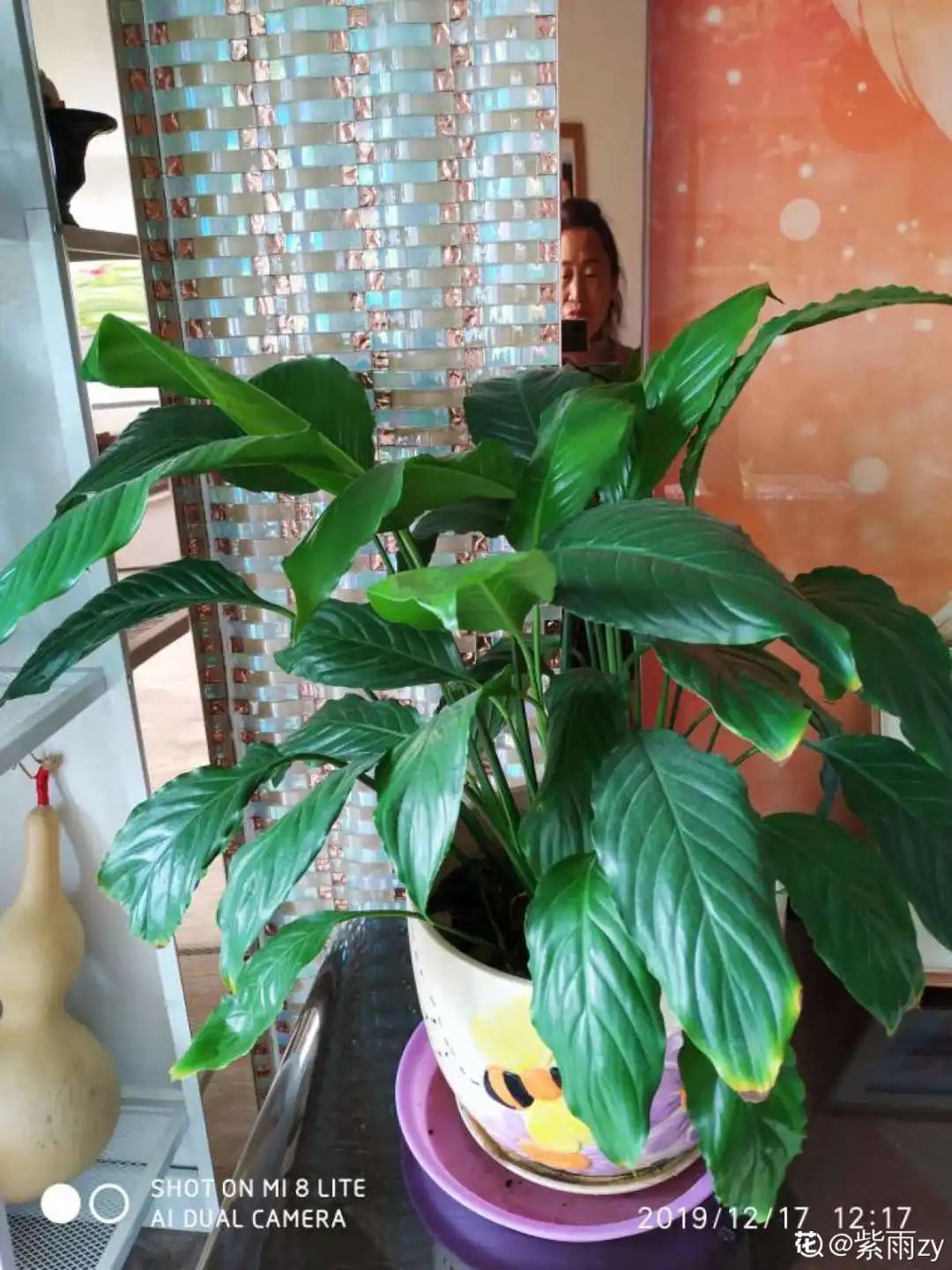 叶片|快住手!这10种植物千万别晒,晒得越多,死得越快!