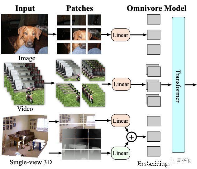 模型|Meta AI推出“杂食者”：一个模型搞定图像视频和3D数据的分类任务