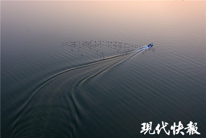 江苏这处湖荡湿地，拥有“百万水鸟飞平湖”的美景