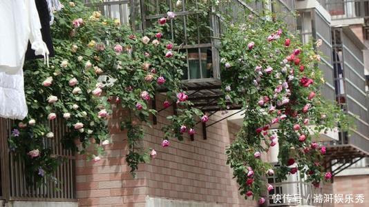 阳台上|家里的角落也别放过，都摆上绿植鲜花，家里清爽观赏性强