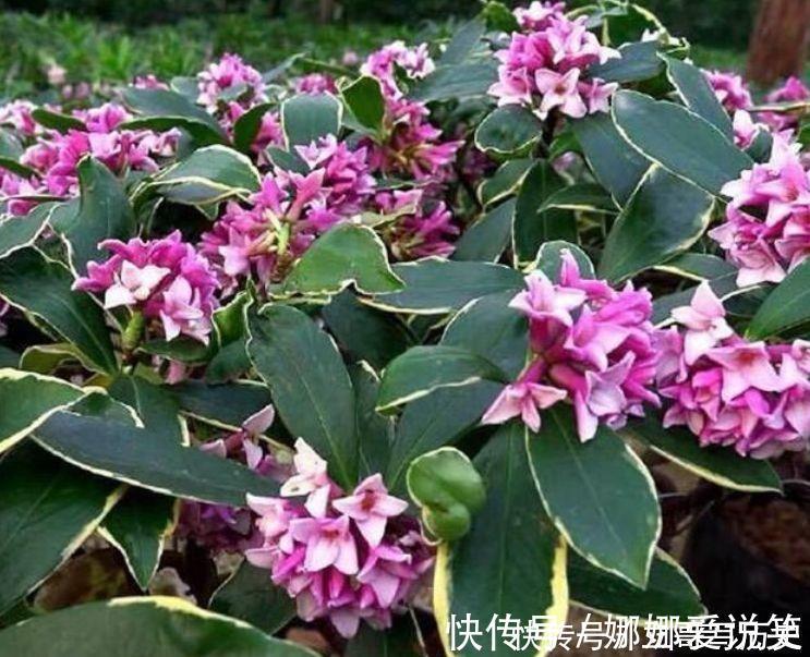 金边瑞香金边瑞香|家里就养4种花,沾土就活,开花多花期长,对待新手很友好