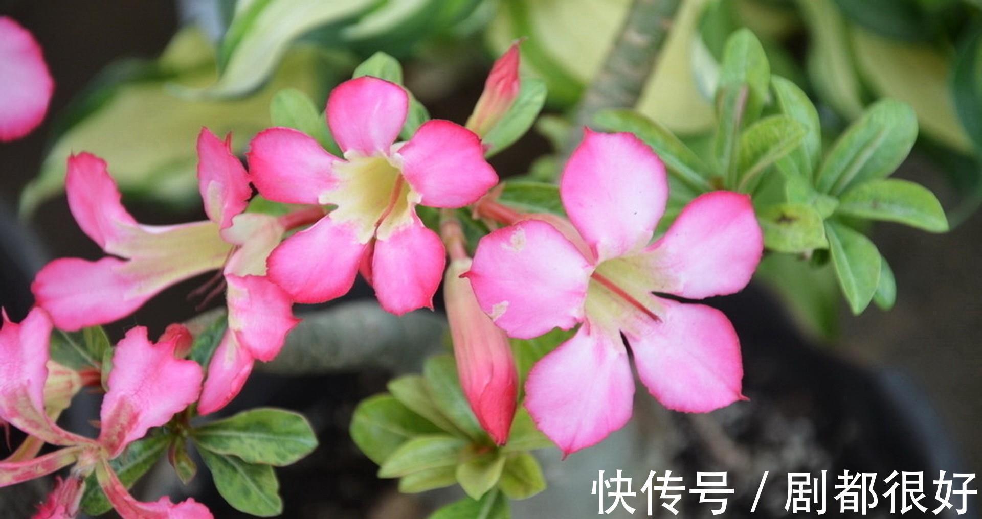 花盆|养花试试这几款，小花盆种植，并且不需要经常浇水，越养越好看