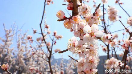 四月春山美 绿水青山门头沟