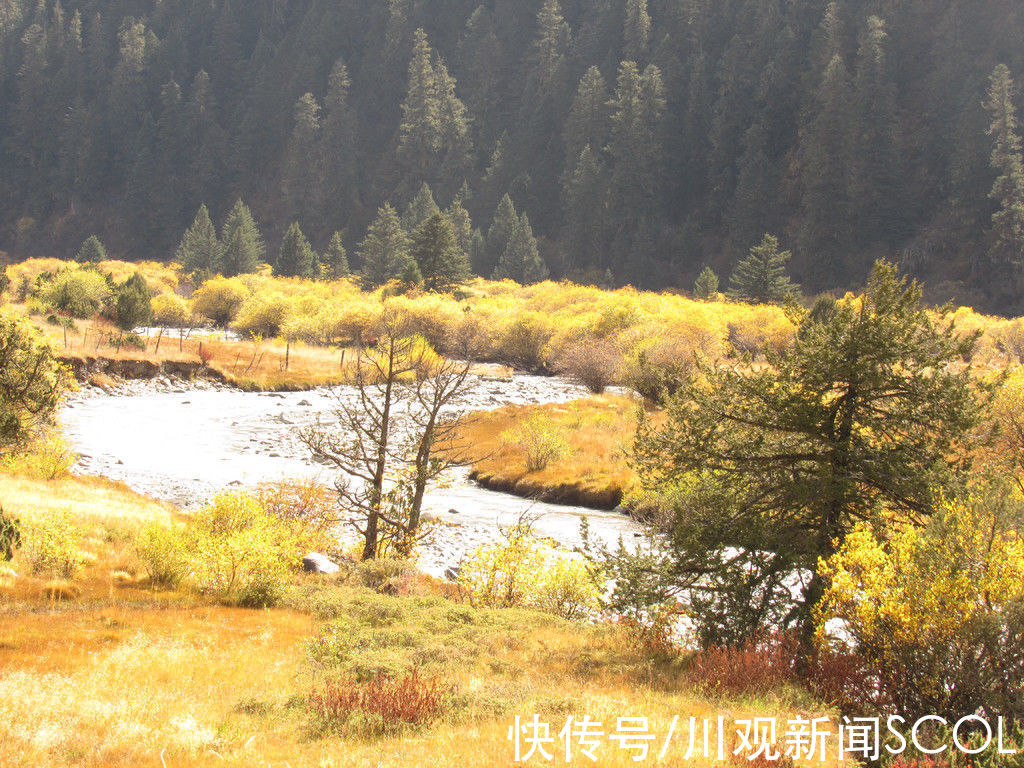 秋色|高清大图｜金色山野草甸 新龙秋色宛若油画