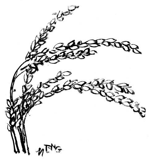 青鳞鱼鮔|遇见中医:中医“粥疗”治病,你听说过吗?