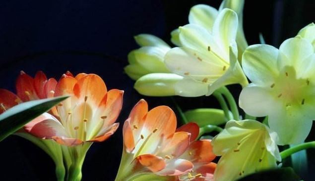 君子兰一年到头“只见叶”盆里加勺“它”,花儿立刻爆出盆