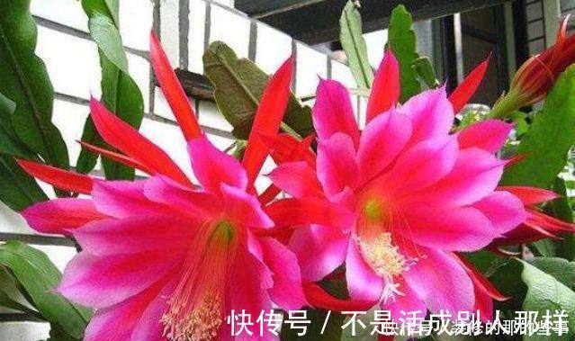 玫瑰海棠|4种花是花中劳模,一年四季开花不断,枝头花苞满