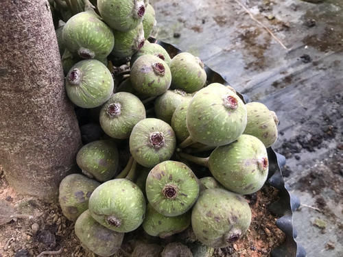 榛子|农村纯天然的木瓜,不仅抗衰老,还补钙活血,你们那有吗