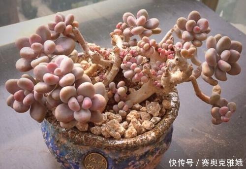 盘点8款胖多肉，颜值高好养护，喜欢多肉一定别错过！