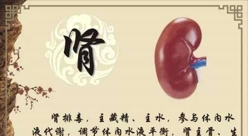 肝氣郁結|老中醫：如此養我們的心、肝、脾、肺，腎，能讓五臟煥發活力