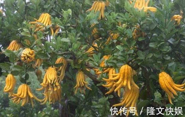 佛手瓜|佛手降压利尿、理气和中、疏肝止咳，遇到请珍惜，女性要多吃