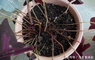 花盆里有虫子,洒了点风油精,你猜结果是什么?你是怎么除虫的?