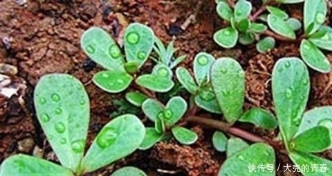 阳台|这2种“野菜”降血压,想吃不用买,阳台盆栽一个月就下锅