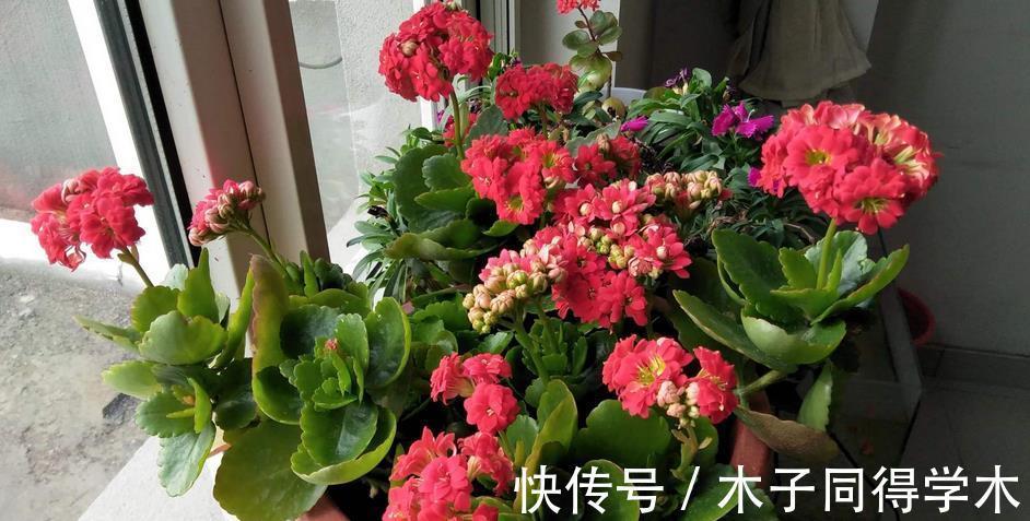 小技巧|养长寿花的3个小技巧,你全知道吗?每个达到的目的都不同