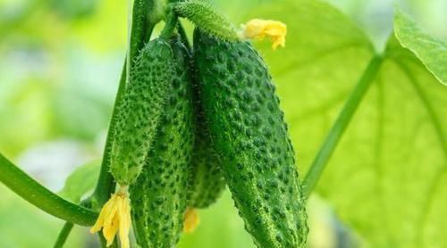 抵抗力|冬天每天坚持吃3种食物，补血益气，缓解疲劳，增强抵抗力！