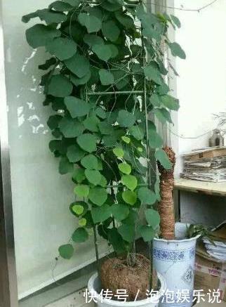 卢辉|5种好养的长寿之花,轻松就能养活,几十年都不死,早看早知道