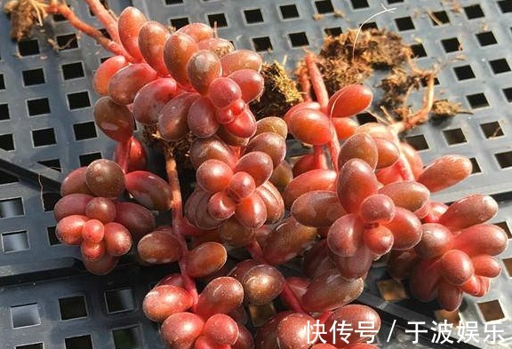 迷你多肉珊瑚珠,颜值高易群生,养护得当很快爆盆!