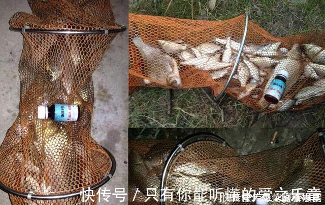 技巧|钓鱼时放药酒效果很好,但用错了反而死窝,几个技巧让你钓好鱼