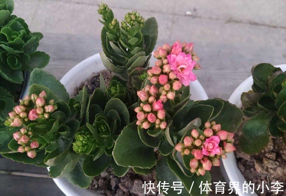 花苞|养长寿花，做好3件事，叶片油绿、花苞更多、开成惊艳的大花球