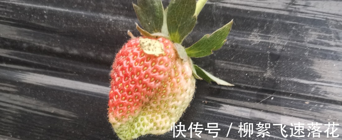 农药|你会挑选好草莓么,知道这些窍门么!