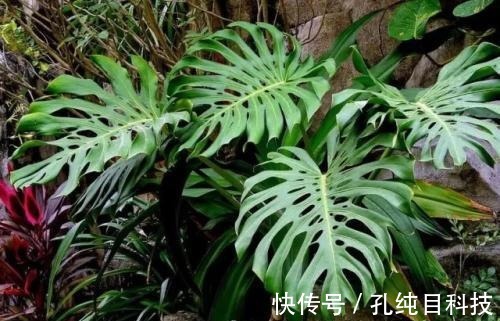 花卉|家里的一种东西,用来浇花,像打鸡血一般开得一茬接一茬