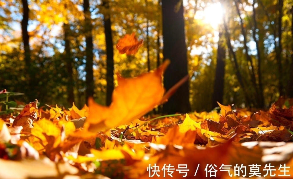 跌宕@陆游初秋时登亭远眺,创作了一首七律,沉郁悲壮,又跌宕起伏