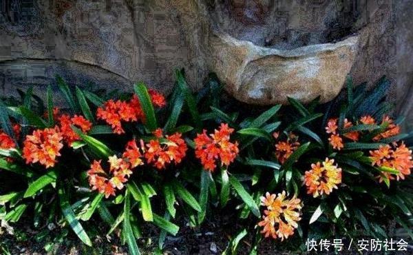 养君子兰,这3种方法让你变成专业户,不得不做的一件事不能忘