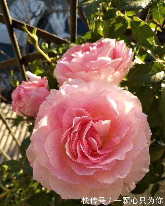 最值得入手的月季,海神王阳台