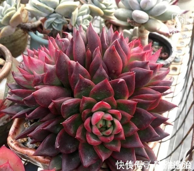 静夜|养多肉三年多,初见惊鸿!累并快乐着!养多肉三年多,初见惊鸿!累并快乐着!