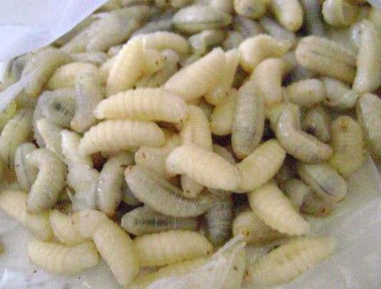 蜂蛹|皱纹“害怕”的几种食物，女人常吃，补充胶原蛋白，越吃越年轻