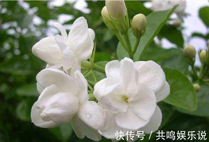 磷酸二氢钾|茉莉花还不开花赶紧做这一步，开花多一倍，满屋飘香