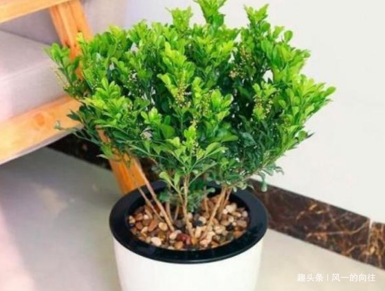 这3种花在厨房里养,既能净化空气还能吸油烟,真是居家小能手