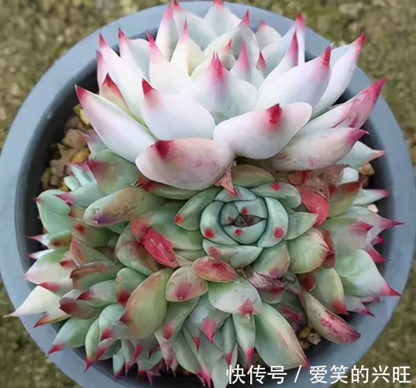 新叶|给吉娃娃砍一刀,养俩月爆出一圈崽,扦插单头也长新叶了,真开心