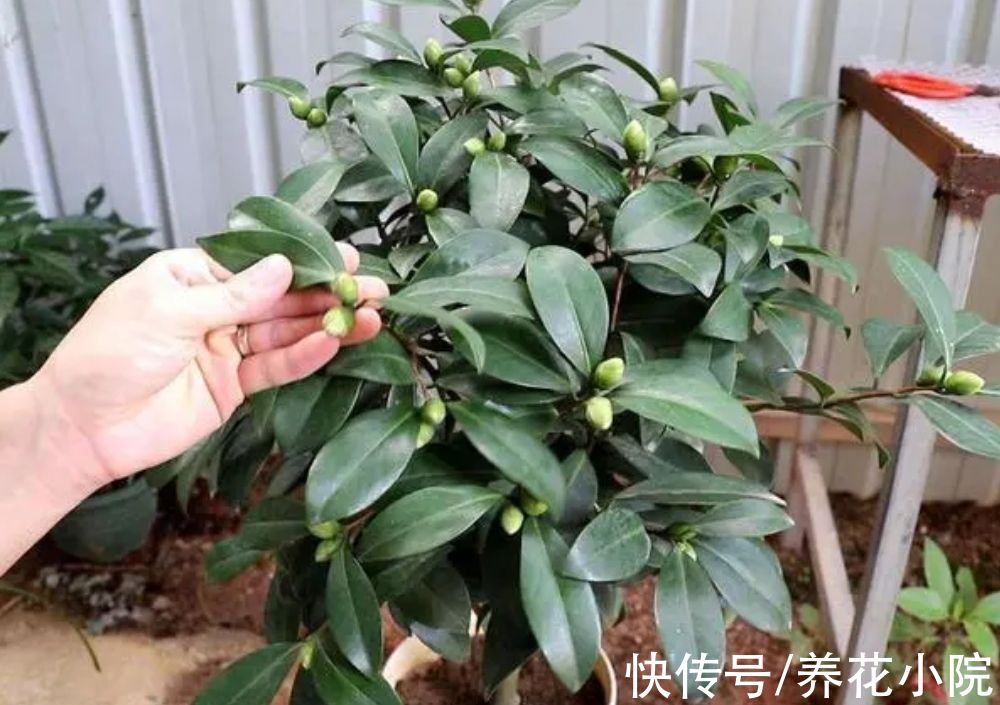 酸性|茶花不好养？掌握5个“技巧”，就能养得花繁叶茂