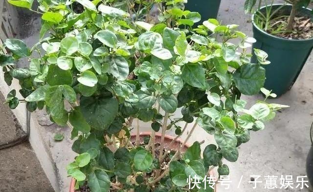 修剪|茉莉花的修剪工作分成3个阶段,掌握好修剪技巧,花开满枝头