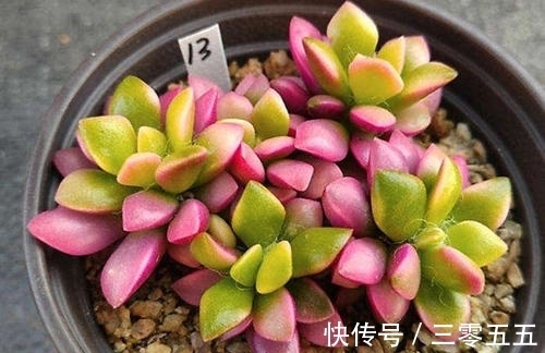 多肉植物|吹雪之松锦养护好了就能爆盆!用了这个小妙招,出锦美长满盆