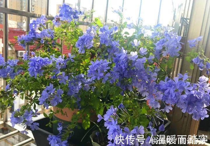 玫瑰|养花就养此4种，扦插就能活，周年开花，室内也能养