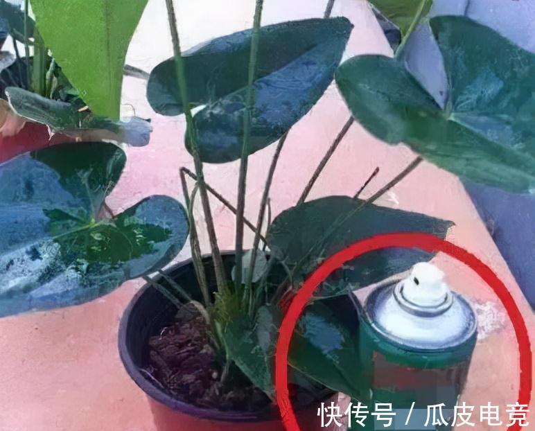 花市有大猫腻,新手养花总是挂,原因都在这里了
