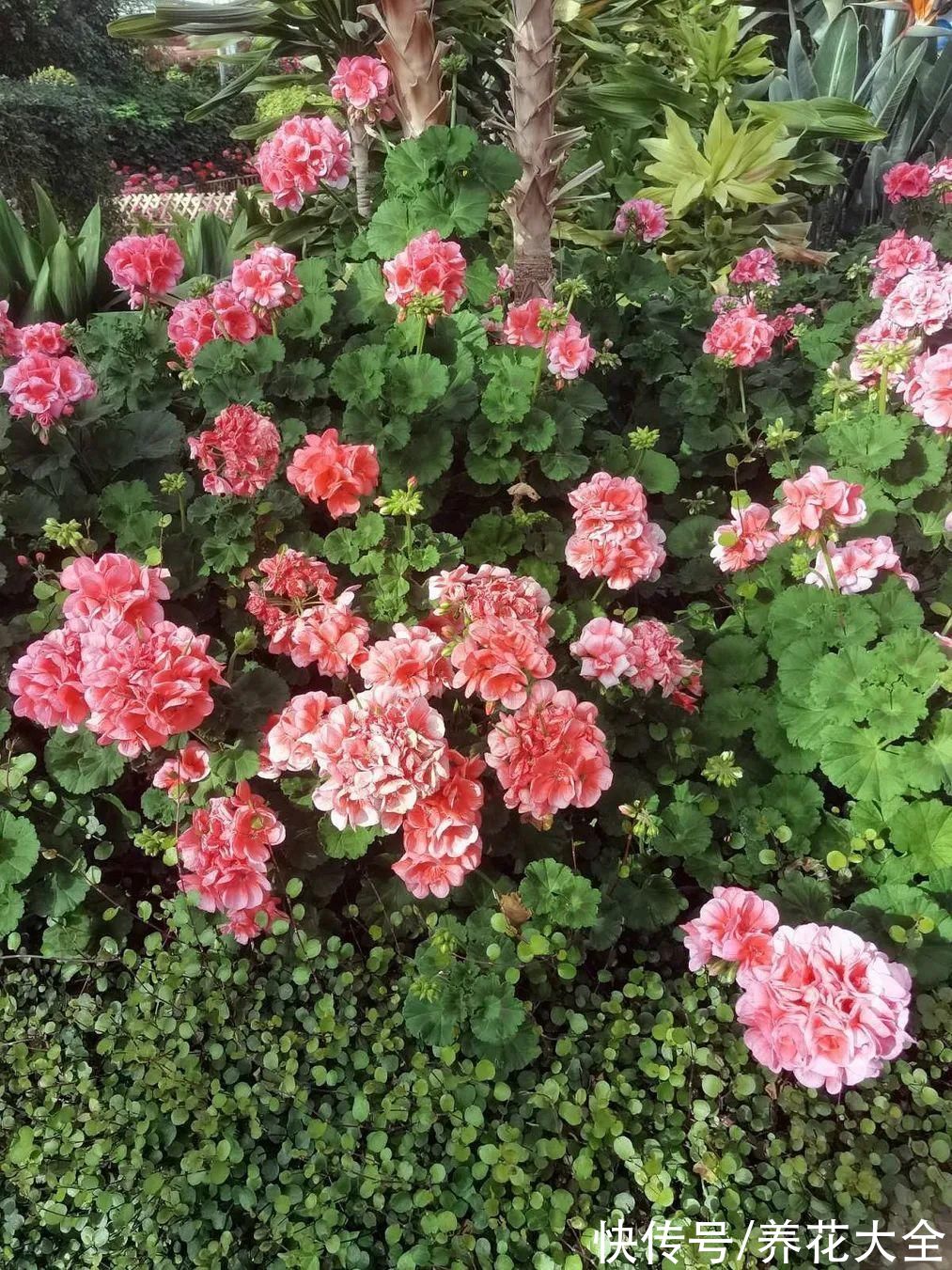 50种花春天播种,长满小院子,能开一整年