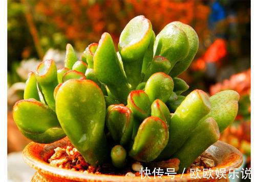 3种多肉植物,养在家里,旺财寓意好,值得拥有!
